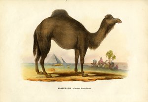 Dromadaire, 1863-79